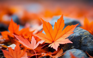 Orange leaves rocky ground autumn - rocky free wallpaper