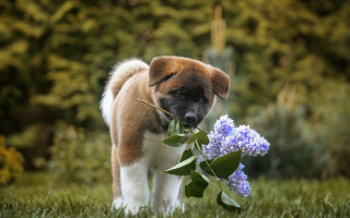 Puppy flower field grass trees - chang daichien free wallpaper