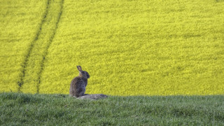 Rabbit green field yellow flowers - a lush green field of grass next free wallpaper