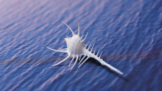 White sea urchin blue water - thin free wallpaper