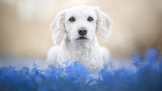 White dog blue flowers sad - a sad look free wallpaper
