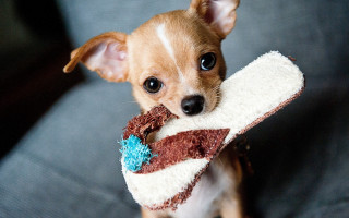 Small dog cake sad cute - a piece of cake free wallpaper