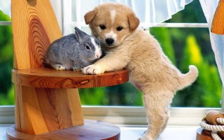 Puppy rabbit cuddling sleeping furry - the other free wallpaper