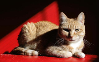 Cat red chair black background - a red surface free wallpaper