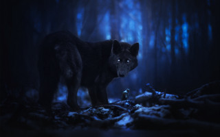 Black wolf glowing eyes dark - a black wolf free wallpaper