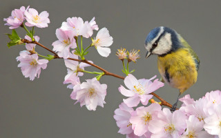 Bird branch pinkflowers ecological art - a branch of a tree free wallpaper