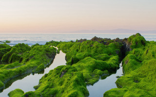 Lake mountain forest moss green - a mountain in the distance free wallpaper