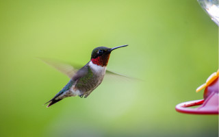Hummingbird feeder hovering holography macro - macro photography free wallpaper