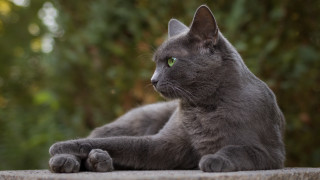 Gray cat green eyes outdoor - the background and bushes free wallpaper