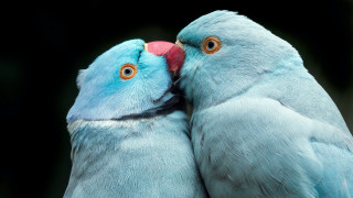 Blue birds orange eyes beaks - a blurry background free wallpaper