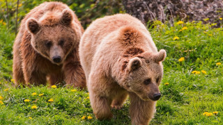 Brown bears grassy field flower - a grassy field next free wallpaper