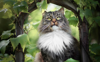 Cat wooden arch leaves vines - a stock photo free wallpaper