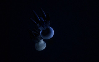 Bird moon light bulb night - bruce munro free wallpaper