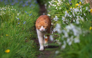 Cat path flower field fence - a cat free wallpaper for desktop