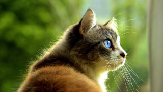 Cat blue eyes window outdoors - outside free wallpaper