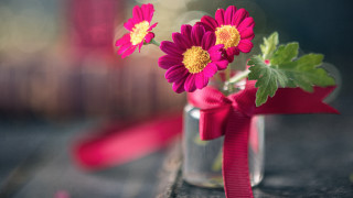 Vase flowers ribbon still life - a vase free wallpaper