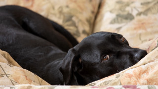Black dog laying couch blanket - a black dog free wallpaper