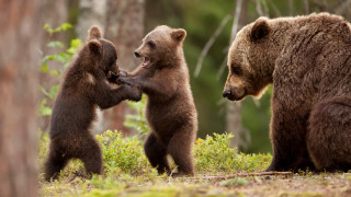 Three bears woods grass bushes 2 - bush free wallpaper
