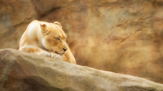 White lion resting rock zoo - the zoo free wallpaper