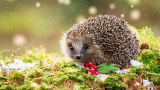 Hedgehog mossy berries leaves christmas - mossy free wallpaper