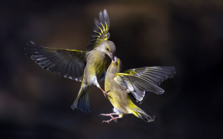 Birds spread wings owl crow - two bird free wallpaper