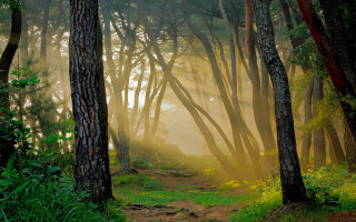 Forest path light rays matte - both side of it free wallpaper