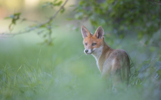 Fox grass distant background nature - a fox free wallpaper