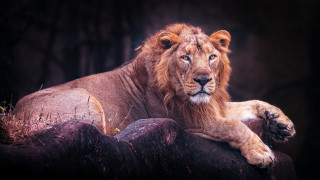Lion lying on rock dark - the rock free wallpaper