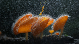 Praying mantis flower rain microscopic - a bug free wallpaper