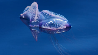 Jellyfish holography blue background sky - jellyfish free wallpaper