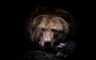 Brown bear sitting rock dark - caspar wolf free wallpaper