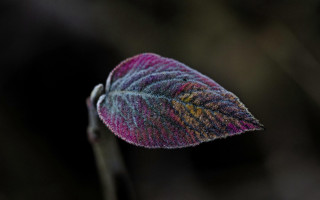 Leaf closeup holography macro saturated - a close up of a leaf free wallpaper