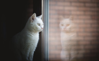 White cat window outside hologram - a brick wall behind free wallpaper