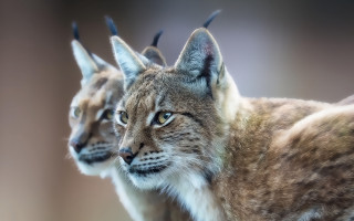 Lynx couple blurry animal photography - same free wallpaper