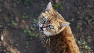 Cat toothy grin blue eyes - sharp claw free wallpaper