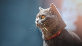 Cat red collar looking up - ascii art free wallpaper