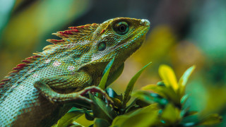 Lizard branch tree macro animal - a branch in a tree free wallpaper