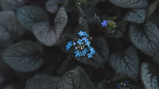 Blue flowers green plant dutch - a green plant free wallpaper