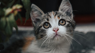 Cat plant focus rococo animal - animal free wallpaper