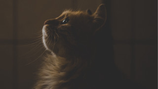 Cat looking up wide eyes - dramatic free wallpaper