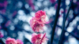 Pink flower bokeh cherry blossoms - chang daichien free wallpaper