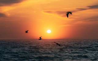 Birds ocean sunset flight sky - a group of birds free wallpaper