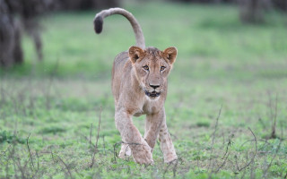 Lion grassy field trees forest - a grassy field free wallpaper