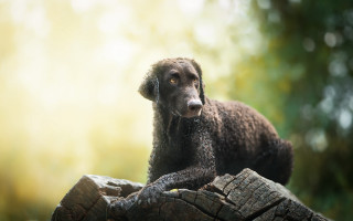 Dog log woods photorealistic animal - in the wood free wallpaper