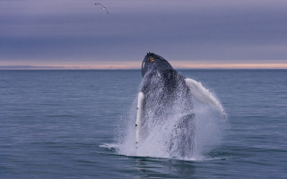 Gray whale jumping open mouth - mouth wide open free wallpaper