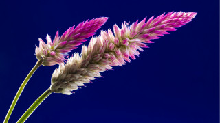 Flower blue background blue sky - a blue sky behind free wallpaper
