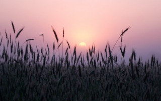 Sunset grass field pink sky - amir zand free wallpaper