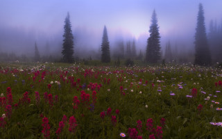 Flower field foggy mountains impressionist - mist free wallpaper