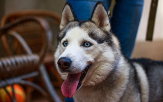 Husky blue eyes tongue out - a husky dog free wallpaper