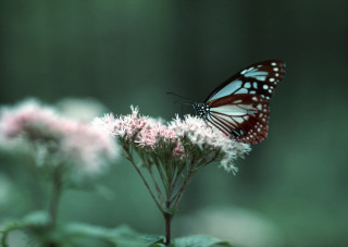 Butterfly sitting flower forest nature - a blurry background of trees and grass free wallpaper